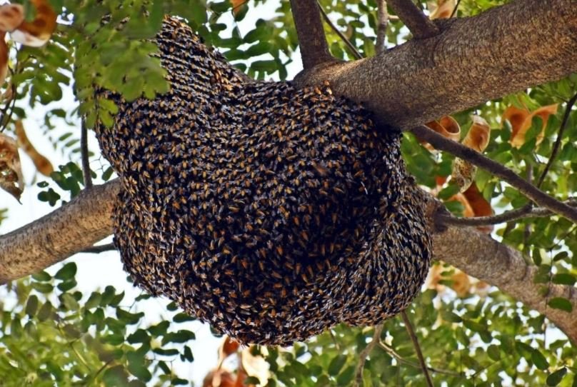 honey bee beehive