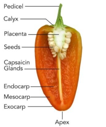 Chillies parts