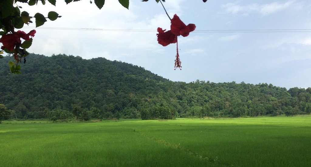 rice fields of assam