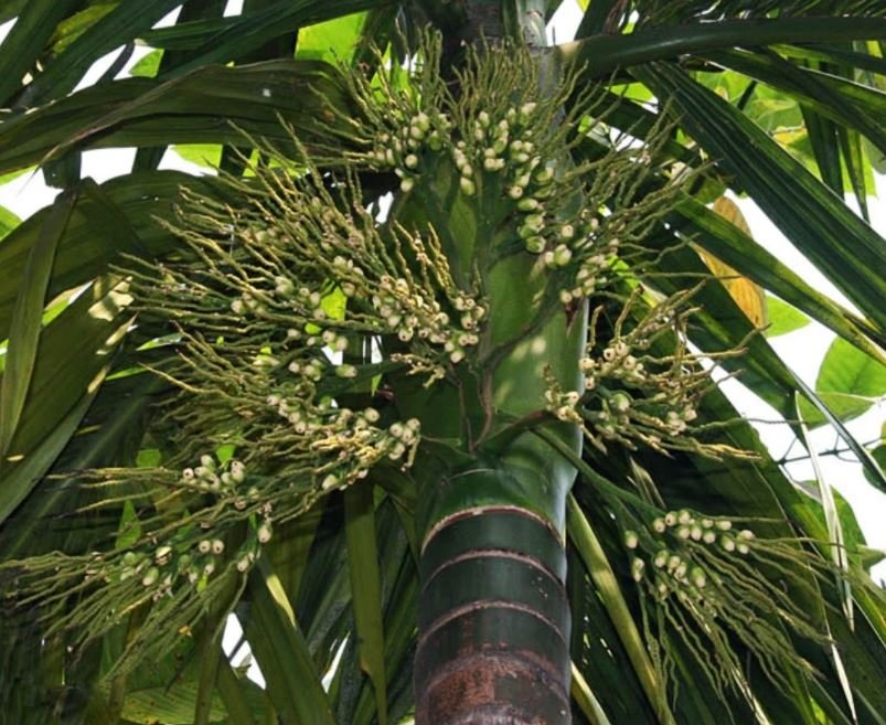 supari tree of tezpur