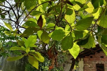 Sal Tree Leaves