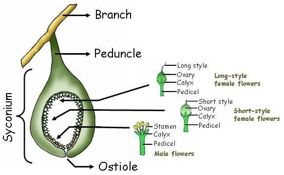 fig5 1