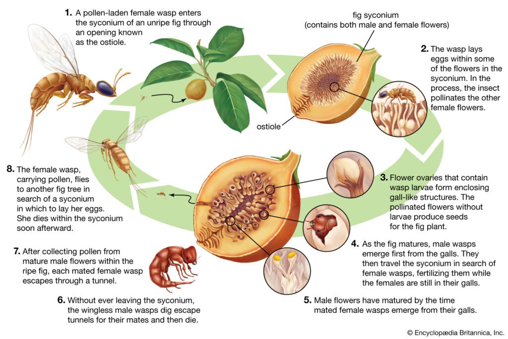 life cycle fig wasp Brittanica